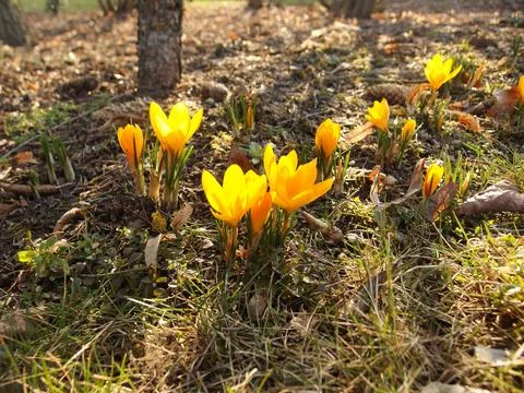 Yellow Crocus Blossoms in Spring Sunlight Stock Photos