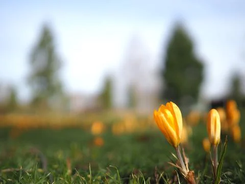 Yellow crocus bokeh Stock Photos