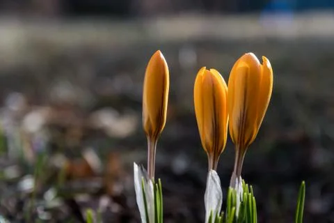 Yellow crocus buds Stock Photos