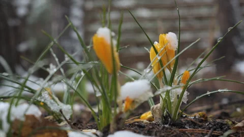 Yellow crocus buds sprouting through melting snow Video stock 307858246