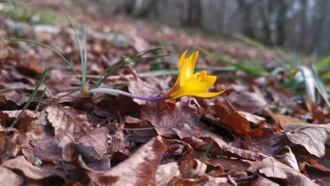 Yellow crocus close-up bloomed in the forest Video stock 150988313
