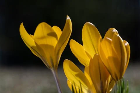 Yellow crocus closeup Stock Photos