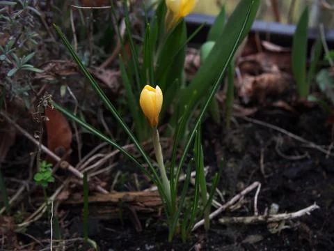 A yellow crocus (crocus vernus) sprouting out of a bulb among dry fallen le.. Stock Photos