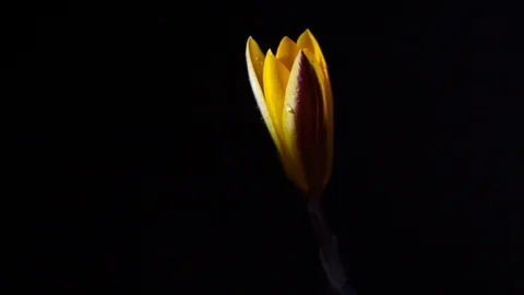 Yellow crocus with drops of dew opens on a black background Video stock 88390896