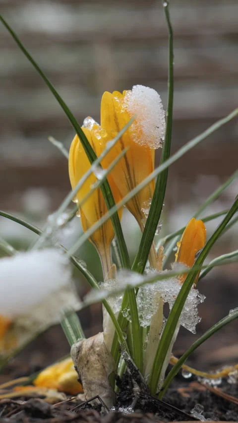 Yellow crocus emerging through melting snow early spring closeup Stock Footage 334334886