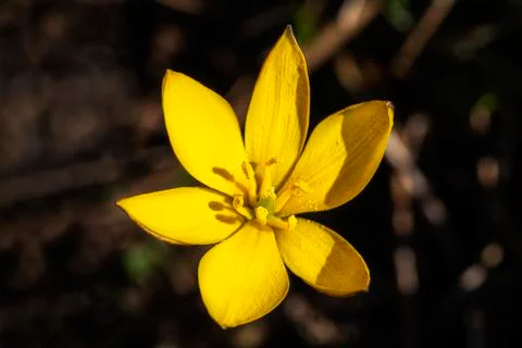 Yellow crocus flavus Foto stock