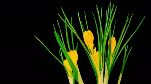 Yellow Crocus Flower Blooming Stock-Footage 61107776