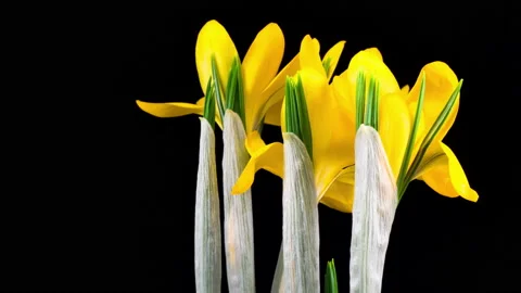 Yellow Crocus Flower Blooming Stock Footage 87567947