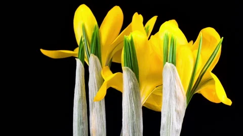 Yellow Crocus Flower Blooming Stock Footage 88475427
