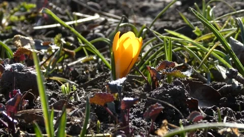 Yellow crocus flower blooming in spring garden at sunset close up Stock Footage 331299071