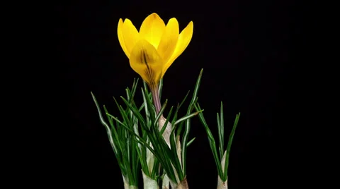 Yellow crocus flower blooming timelapse Stock Footage 35298481