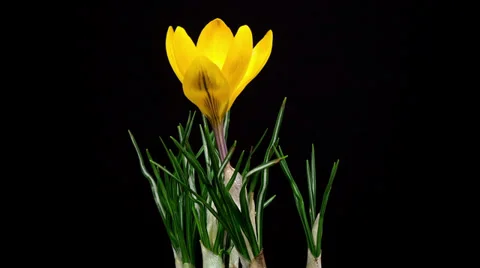 Yellow crocus flower blooming timelapse Stock Footage 35299232