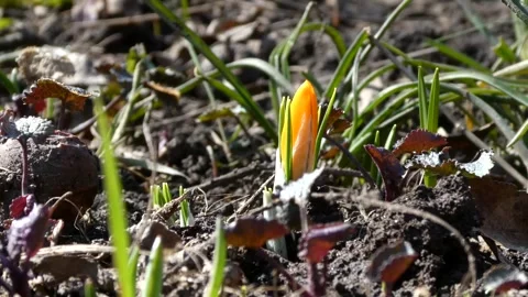 Yellow crocus flower bud growing from the ground in early spring garden 库存影片 331285560