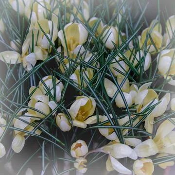Yellow crocus flower close-up in the spring garden Stock Photos