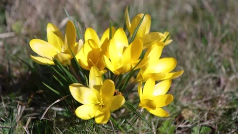 Yellow crocus flower "crocus flavus" Stock Footage 151416172