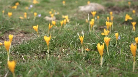 Yellow crocus flowers bloom across a grassy meadow in spring - Flowering Plant 库存影片 339813390