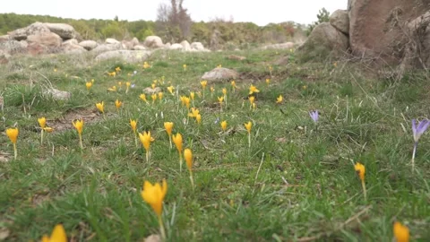 Yellow crocus flowers bloom among green grass and rocks in a spring meadow 库存影片 339813372