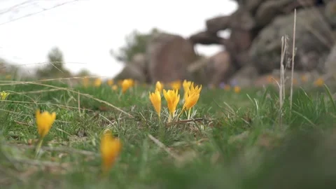 Yellow crocus flowers bloom in a grassy meadow near grazing animals Stock Footage 339813414