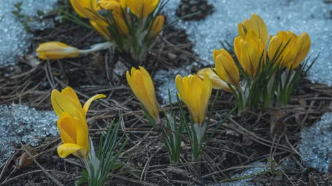 Yellow crocus flowers blooming through melting snow in early spring Stock Footage 334207214