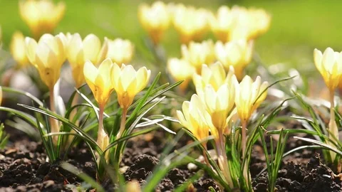 The yellow crocus flowers Stock Footage 82036018