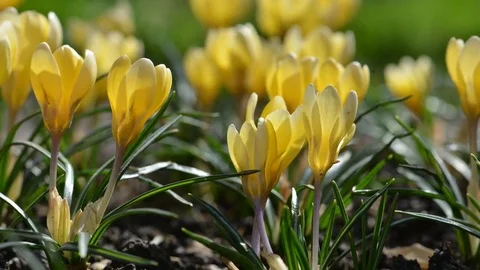 The yellow crocus flowers Stock Footage 82530487