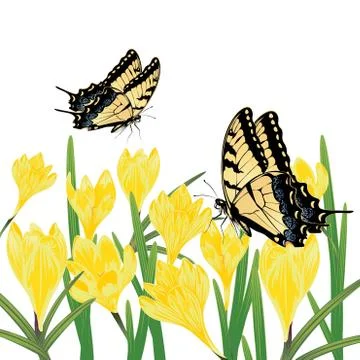 Yellow Crocus Flowers Illustrazione stock