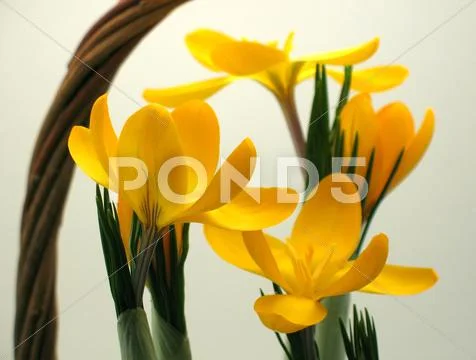 Yellow crocus flowers Stock Photos