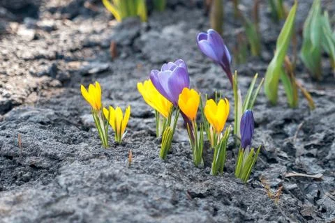 The yellow crocus flowers Stock Photos