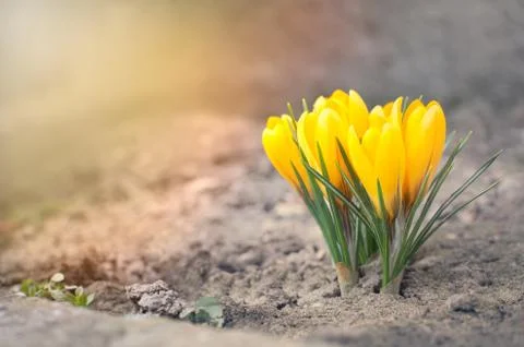 Yellow Crocus Flowers Stock Photos