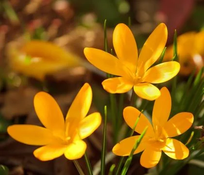 Yellow crocus flowers Stock Photos