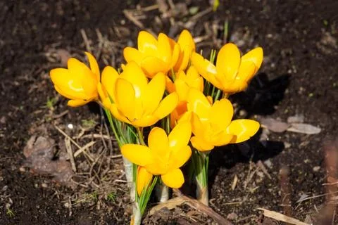 Yellow crocus flowers Foto stock