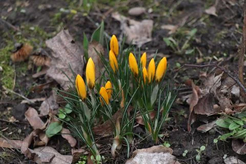 Yellow crocus flowers in spring, flowers for Women Day, crocuses in March Stock Photos