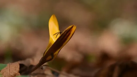 Yellow crocus in the forest. Stock Footage 147735619