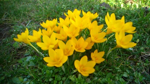 Yellow crocus on green meadow in the wind Video stock 35755919