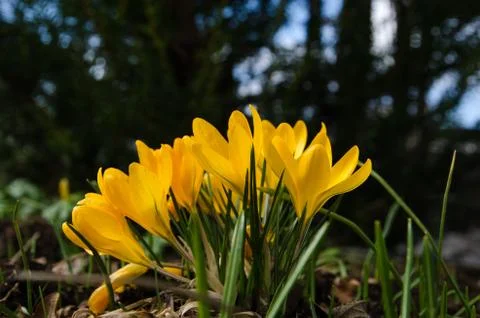 Yellow crocus group Stock Photos