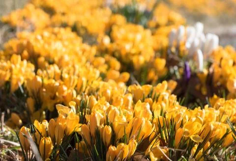 Yellow crocus outdoors in spring Stock Photos