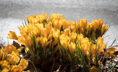 Yellow crocus outdoors in spring Stock Photos