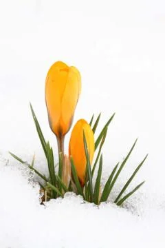 Yellow crocus Stock Photos