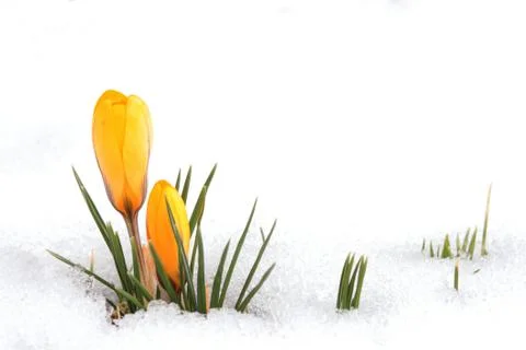 Yellow crocus Stock Photos