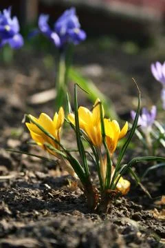 Yellow crocus Stock Photos
