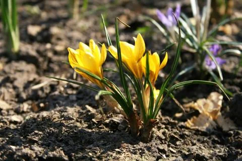 Yellow crocus Stock Photos