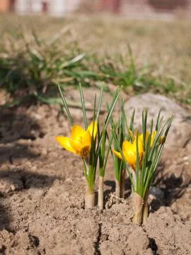 Yellow crocus Stock Photos