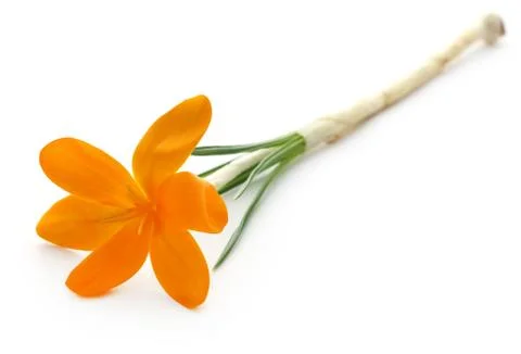 Yellow Crocus Stock Photos