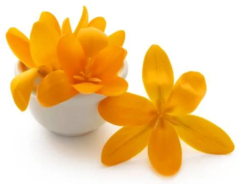 Yellow Crocus Stock Photos