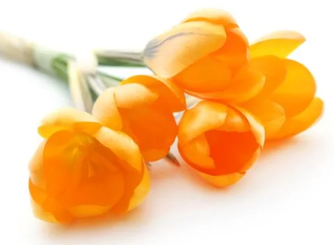 Yellow Crocus Stock Photos