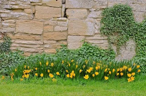 Yellow crocus Stock Photos