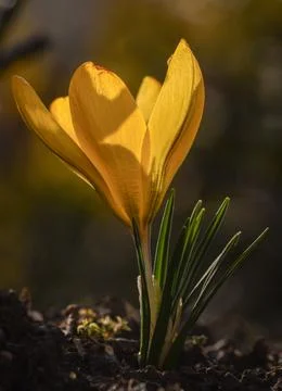 Yellow crocus Stock Photos