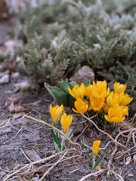 YELLOW CROCUS Stock Photos
