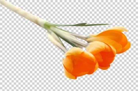 Yellow Crocus Stock Photos