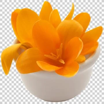 Yellow Crocus Stock Photos